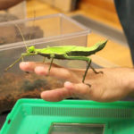 Bugs And Mammals At The Burke